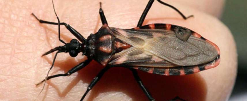 Docente de Medicina publicó investigación que busca el camino a la cura de la Enfermedad de Chagas