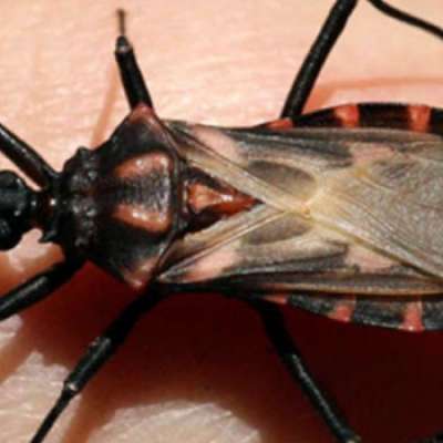 Docente de Medicina publicó investigación que busca el camino a la cura de la Enfermedad de Chagas